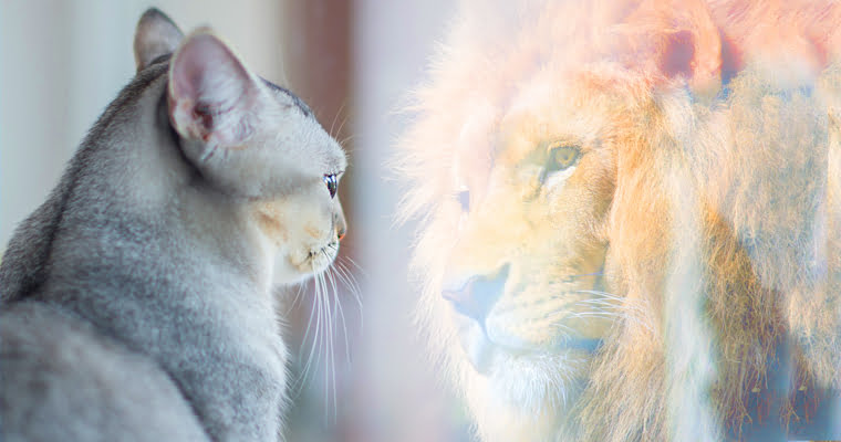 small cat looking at it's reflection with a lion staring back at it