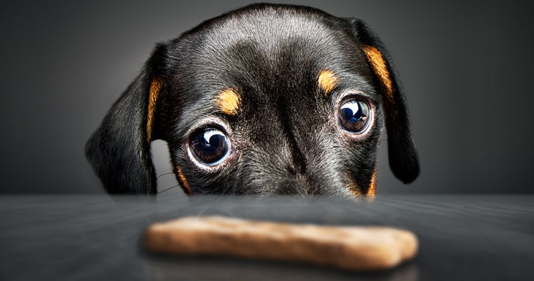 Dachshund puppy looking at a dog treat on a black table